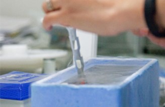 Vitrification