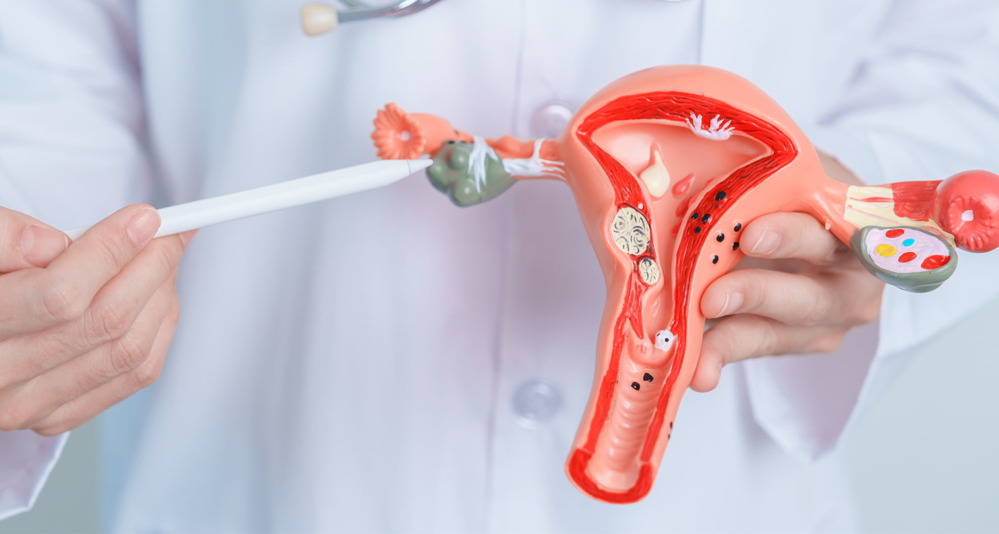 What are Ovarian Follicles?: What is their role in IVF| abc ivf